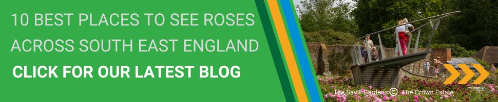 10 Best Places to See Roses Across South East England